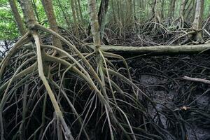 seletivo foco para a raízes do mangue árvores crescendo acima a água foto