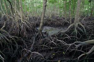 seletivo foco para a raízes do mangue árvores crescendo acima a água foto