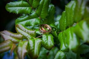 alianças de casamento douradas estão nas folhas da planta verde. foto