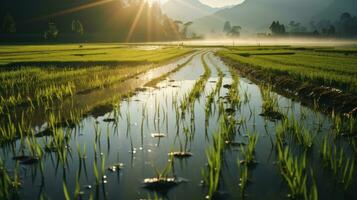 arroz campo dentro a manhã ai gerado foto