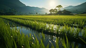 arroz campo dentro a manhã ai gerado foto