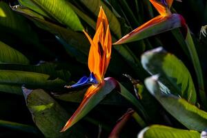 laranja flor do estrelitzia reginae dentro uma cercado jardim dentro caloroso luz solar foto