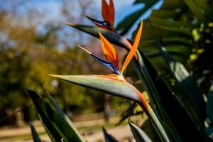 laranja flor do estrelitzia reginae dentro uma cercado jardim dentro caloroso luz solar foto