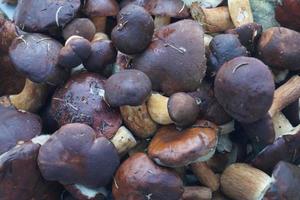 cogumelos do solo de uma floresta