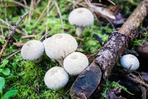cogumelos do solo de uma floresta