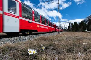 o trem vermelho do expresso bernina passa perto de pontresina na primavera foto