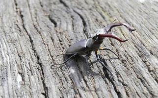 besouro-veado macho com mandíbulas longas e afiadas sentado na floresta selvagem foto