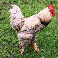 pássaro galo procurando comida na grama verde foto