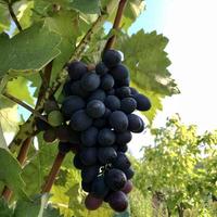 pendurar lindos cachos de uvas ao ar livre na zona rural foto