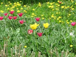 florescendo tulipa de flor vermelha com folhas verdes, natureza viva foto