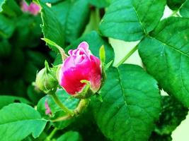 a foto colorida mostra flor de rosa desabrochando