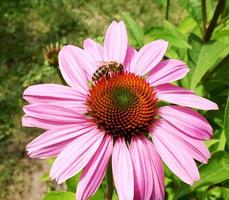 abelha voa lentamente para a planta, colete néctar para o mel foto