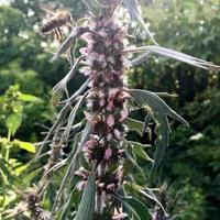 abelha alada voa lentamente para a planta, colete o néctar para o mel foto