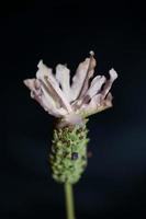 flor de planta aromática close up lavandula stoechas família lamiaceae foto