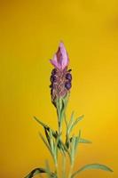 flor de planta aromática close up lavandula stoechas família lamiaceae foto