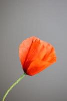 flor flor close up papaver family papaveraceae impressões botânicas foto