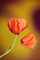 flor vermelha flor selvagem close up papaver family papaveraceae botânica foto