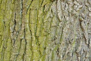 textura abstrata de casca de árvore de madeira velha foto