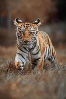 retrato de detalhe de tigre siberiano panthera tigris altaica foto