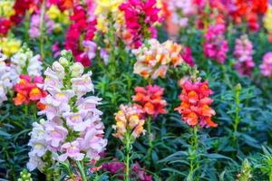 bela flor de dragão antirrhinum majus está florescendo no jardim. foto