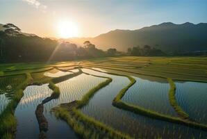 Visão do arroz campo dentro ensolarado manhã. generativo ai foto