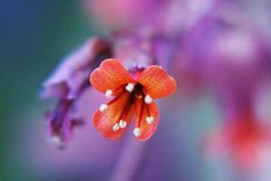 flores incríveis nos jardins botânicos de israel foto