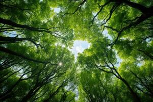 floresta árvores Visão a partir de abaixo para dentro a céu. natureza verde madeira luz solar fundos. ai gerado. foto