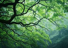 fresco verde folhas do faia árvores dentro a nebuloso floresta. ai gerado. foto