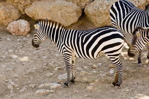 zebras no zoológico de jerusalém foto