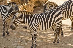 zebras no zoológico de jerusalém foto