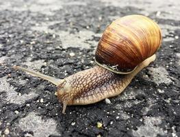 pequeno caracol de jardim com concha rastejando na estrada molhada, lesma apressada para casa foto