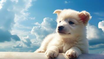fofa branco cachorro com azul céu e nuvem fundo. seletivo foco. ai gerado. foto