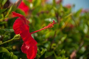 lindo vermelho hibisco dentro a jardim foto