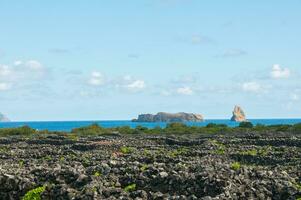 tradicional vinhas dentro pico ilha, Açores. a vinhas estão entre pedra paredes, chamado a Vinhedo currais foto