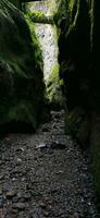 los tilos floresta em a ilha do la palma, uma Lugar, colocar do indescritível beleza foto