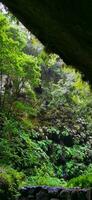 los tilos floresta em a ilha do la palma, uma Lugar, colocar do indescritível beleza foto