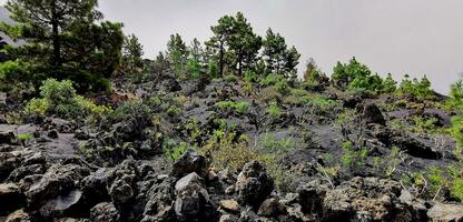 solidificado vulcânico lava corrente a partir de a cumbre Vieja vulcão em a ilha do la palma foto