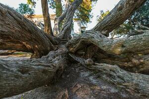 melaleuca armillaris é uma muito ampla árvore, com ampla galhos, originalmente a partir de Austrália foto