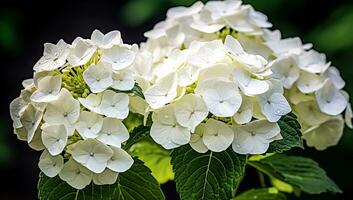 branco hortensia fechar-se com ótimo detalhe. ai gerado foto