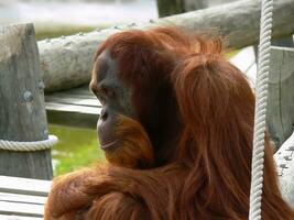 chimpanzé dentro Lisboa jardim zoológico foto