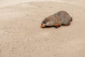 marmota dentro uma natureza reserva dentro Canadá foto