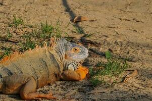 iguana dentro uma natural parque foto
