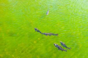 peixe dentro uma transparente verde água lago foto