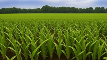 verde colunas do fez milho em uma privado agrário campo. ai gerado foto