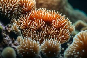 uma simples descrição do coral pólipos este mostra quão elas crio comunidades debaixo a água.. criativo recurso, ai gerado foto