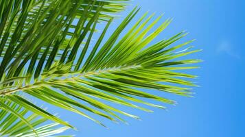 vibrante verde Palma folhas contra azul céu foto