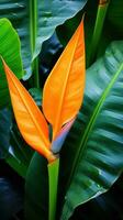 pássaro do paraíso folhas com laranja flor foto