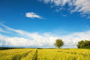 jovem verde trigo campo em uma ensolarado nublado dia foto