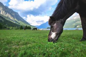 uma ponta de cavalo preto no gramado nas altas montanhas foto