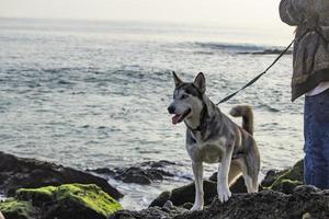 cachorro na praia - newport ca 2018 foto